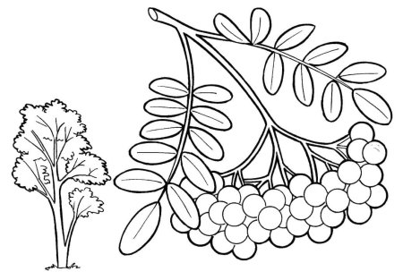 Гроздь рябины раскраска для детей