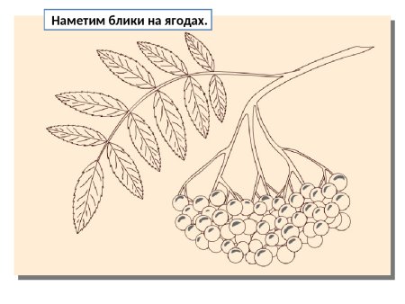Кисть рябины раскраска