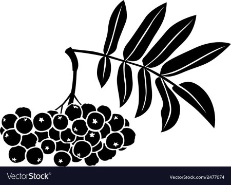 Ветка рябины силуэт