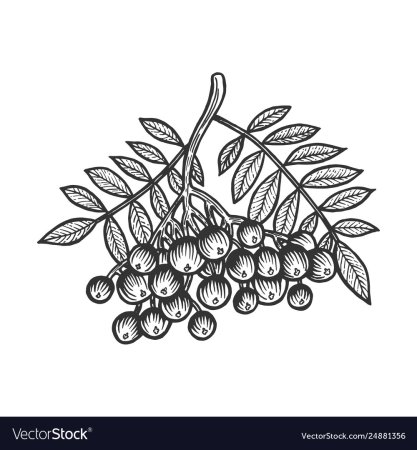 Черноплодная рябина вектор