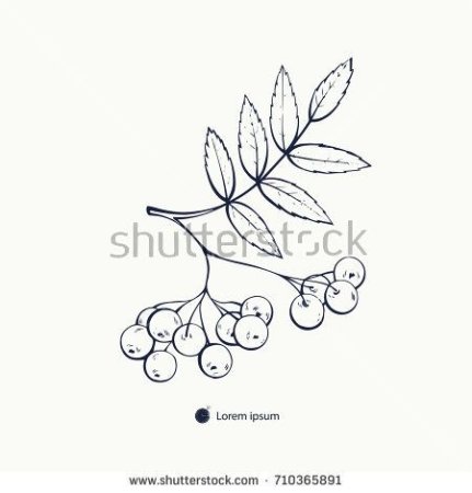 Ветка рябины эскиз