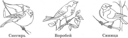 Рябина раскраска