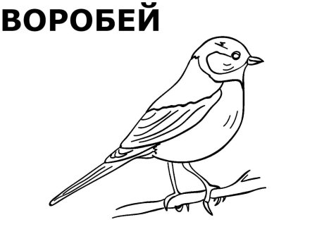 Снегирь раскраска