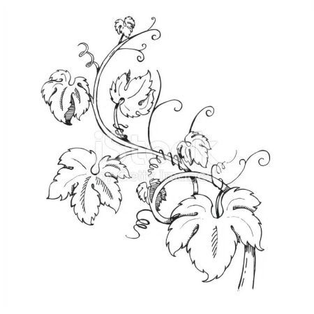 Лоза Графика