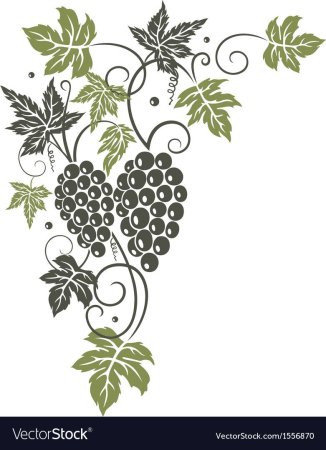 Виноградная лоза вектор вектор