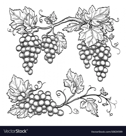 Виноградная лоза орнамент