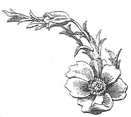 Цветочный орнамент для выжигания