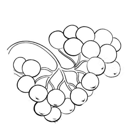 Рябина раскраска