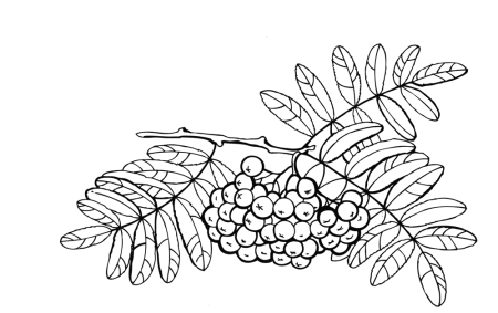 Ветка рябины