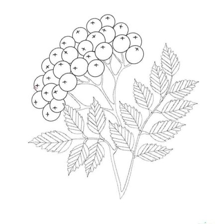 Рябина раскраска