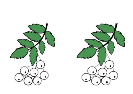 Ветка рябины раскраска для детей