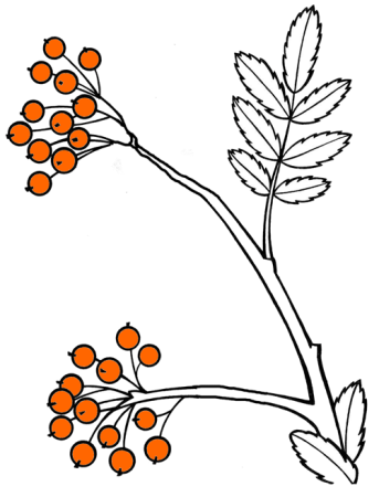 Рисование ягод рябины