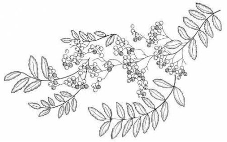 Вышивка гладью рябина схемы