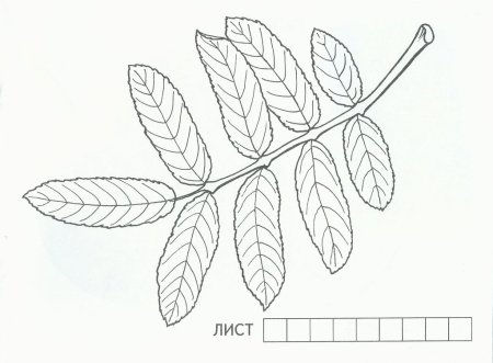 Лист рябины разукрашка
