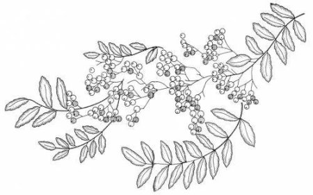 Веточка рябины для вышивки гладью