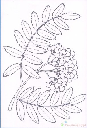 Лист рябины раскраска