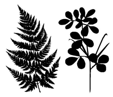 Лист папоротника силуэт