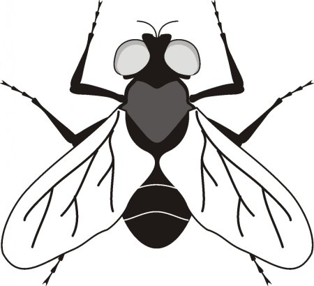 Муха раскраска