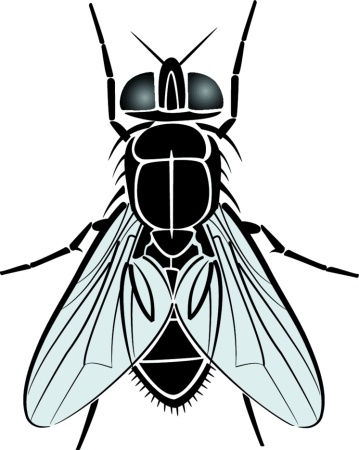 Муха стилизация