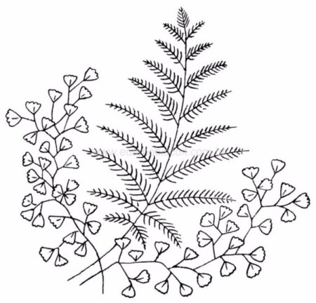Трафареты для декора папоротник