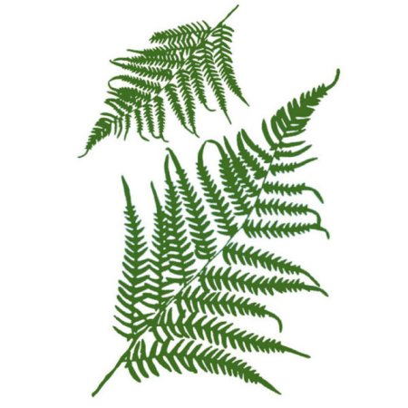 Лист папоротника раскраска