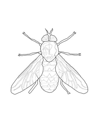 Муха раскраска для детей