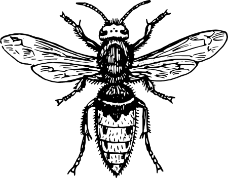 Насекомые черно белые