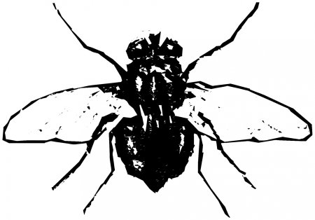 Муха контур