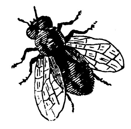 Насекомые черно белые