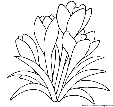 Цветы раскраска для детей