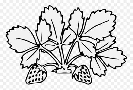 Клубника раскраска