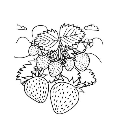 Клубника раскраска