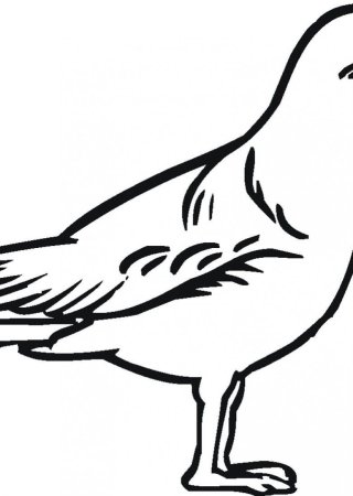 Чайка эскиз