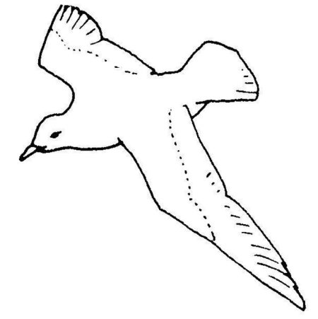 Чайка трафарет для вырезания