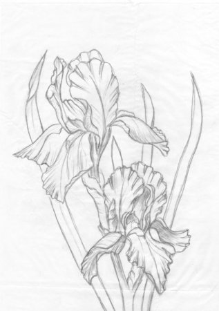 Нарисовать ирисы карандашом