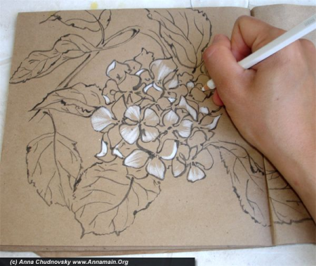 Гортензия рисунок простым карандашом