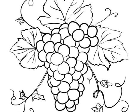 Виноград контур