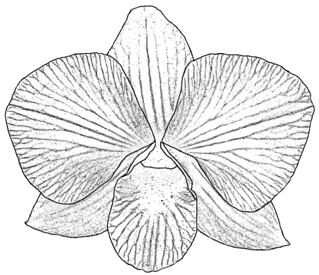 Орхидея раскраска