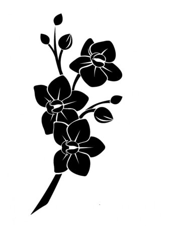 Орхидея контурная