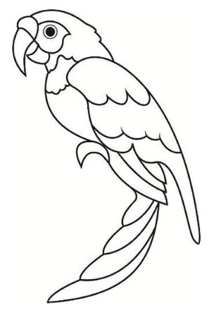 Раскраска попугай