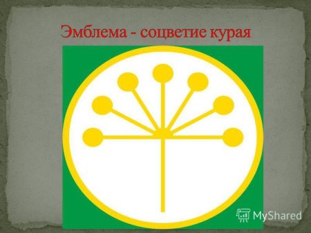 Цветок курая Башкортостан