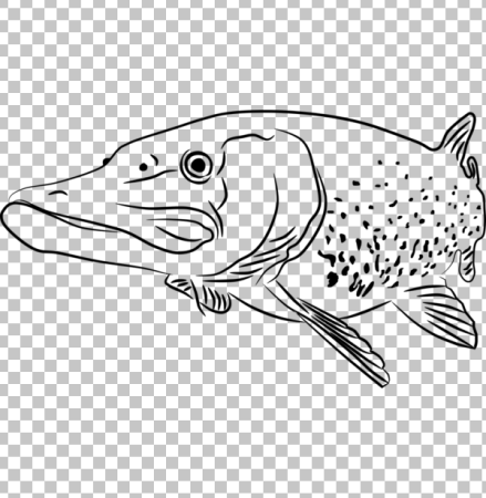 Щука раскраска