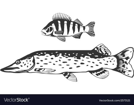 Щука вектор