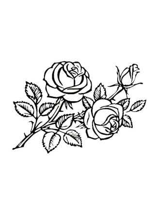 Роза для выжигания