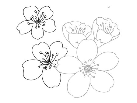 Ветка Сакуры вектор