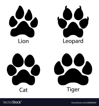 Отпечаток лапы леопарда