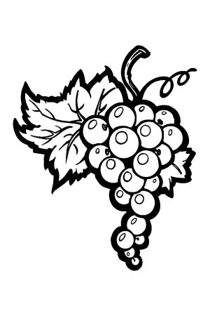 Виноград для выжигания
