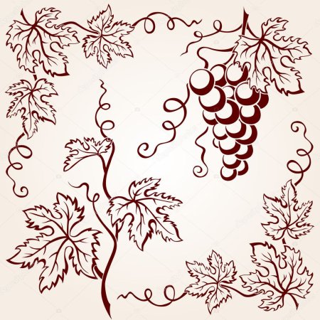 Виноградная лоза рисунок