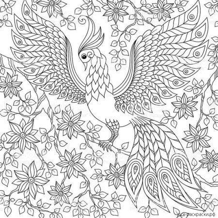 Сказочная птица раскраска