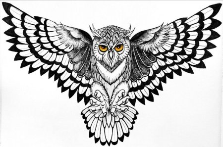 Сова в полете раскраска